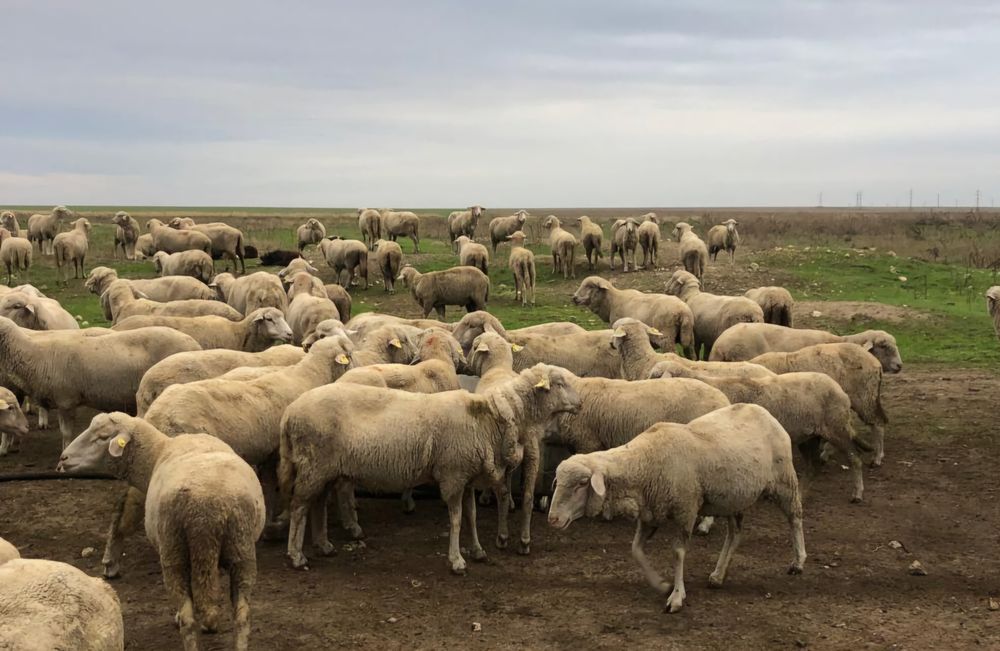Oi merinoase de vânzare