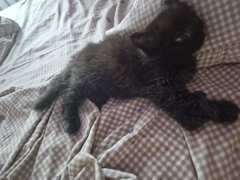 отдам котят в добрые руки