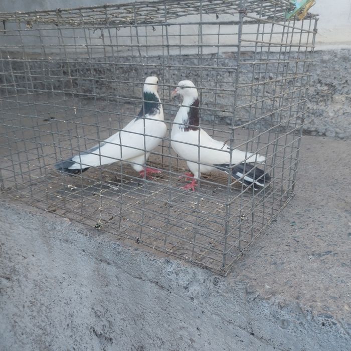 Сизашейки пара гатовый лет с игрой