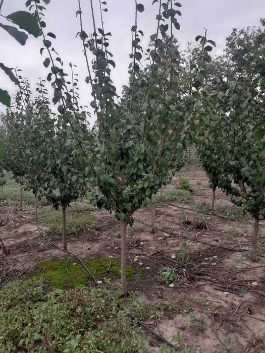 Super Oferta Pomi mari mar an 4-5