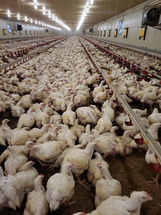 Pui rasă mixtă si pui alb de carne