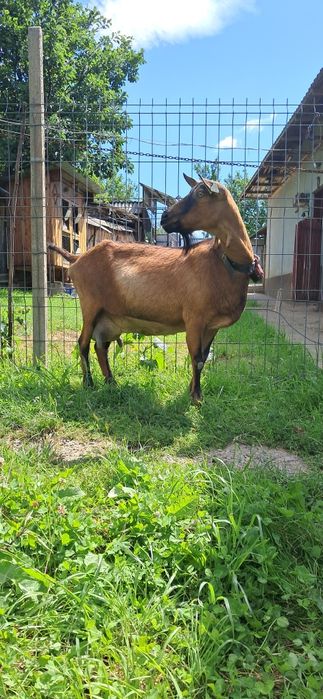 Capra Alpina Franceza