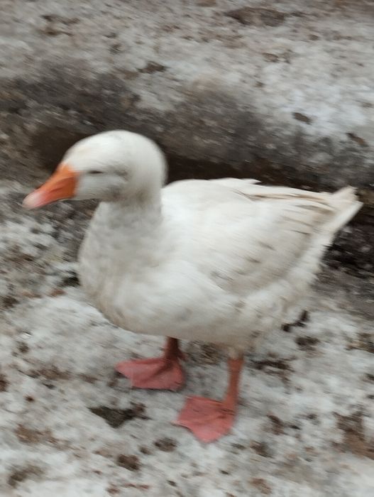 Vând  rățoi și Gâscăn