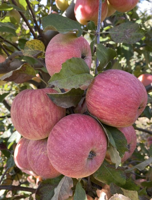 Vand suc de mere natural