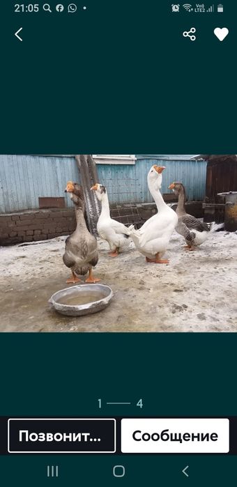 Гуси Гуси Яйцо Гусиное