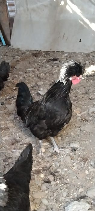 Продаются хохлатые цыплята