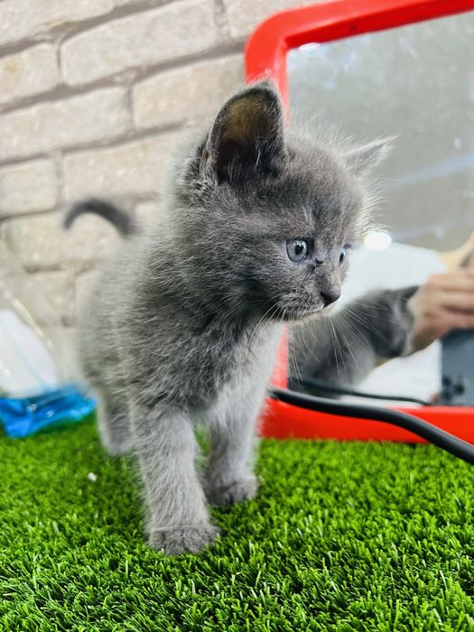 Skotish zotli judayam aqili mishukca