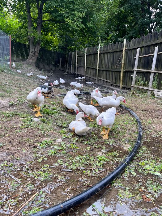 Vindem Rațe și Gâște