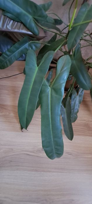 Филодендрон Санта Леопольдина