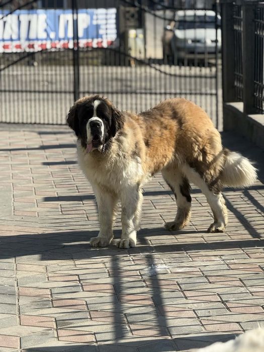Saint bernard pentru monta