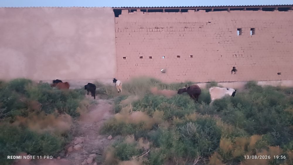 5ta echi sotiladi 8ml kelishiladi