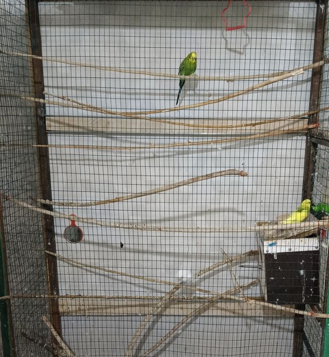 Продается клетка вместе с волнистыми попугаями