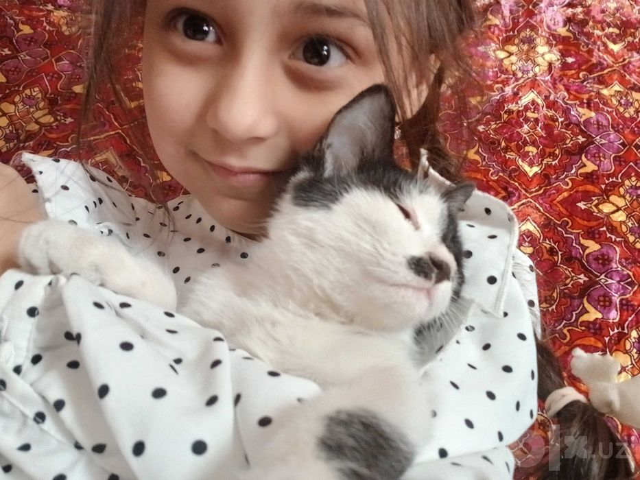 Котята отдается в добрые руки