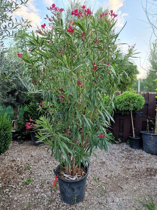 Leandru tufă cu flori roz