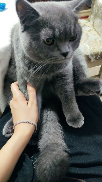 Британские котята
