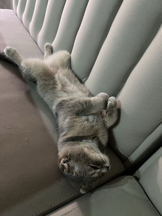 Вязка!!! Скотиш фолд
