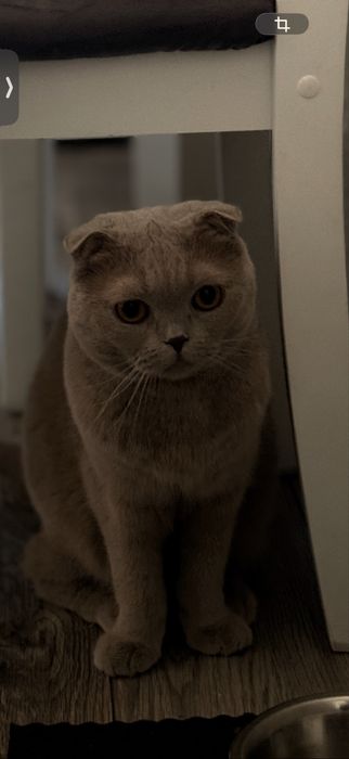 Отдам кошечку хорошие руки