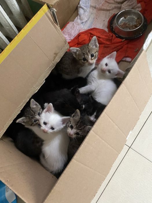 Puiuti adorabili spre adoptie