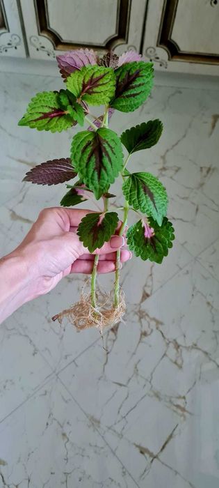 Каланхоэ Лечебная Дегремона