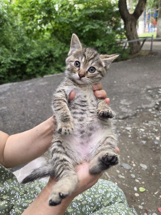 Отдам в добрые руки