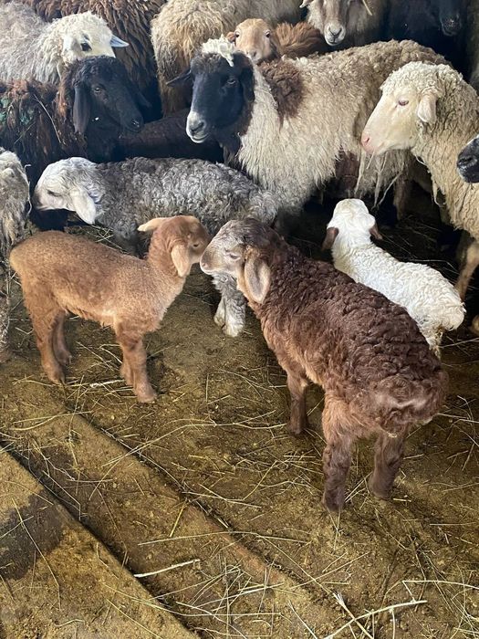 Продам ягнят сено корм едят