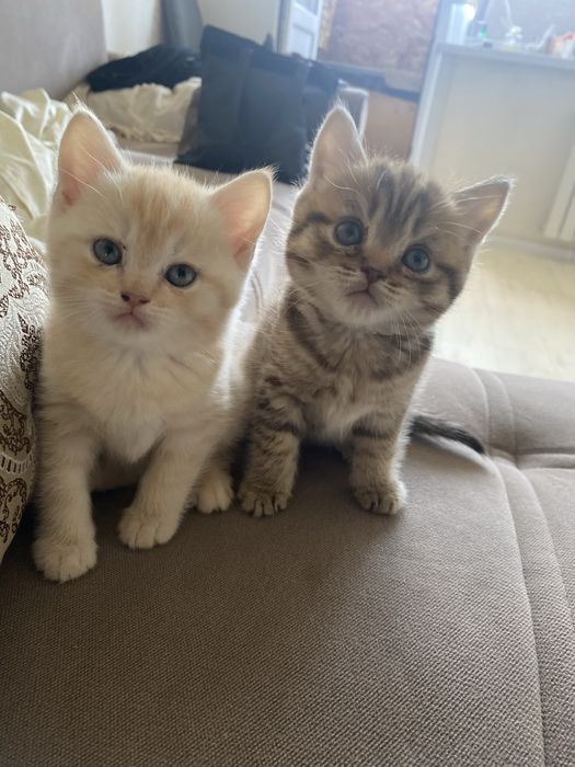 продам котят британцев