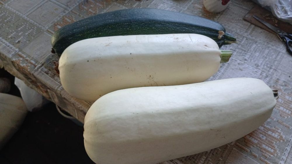 Кабачки   дачные