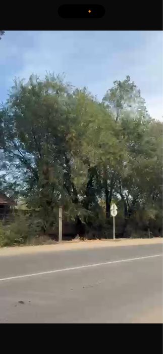 • Дерво под спил- бесплатно