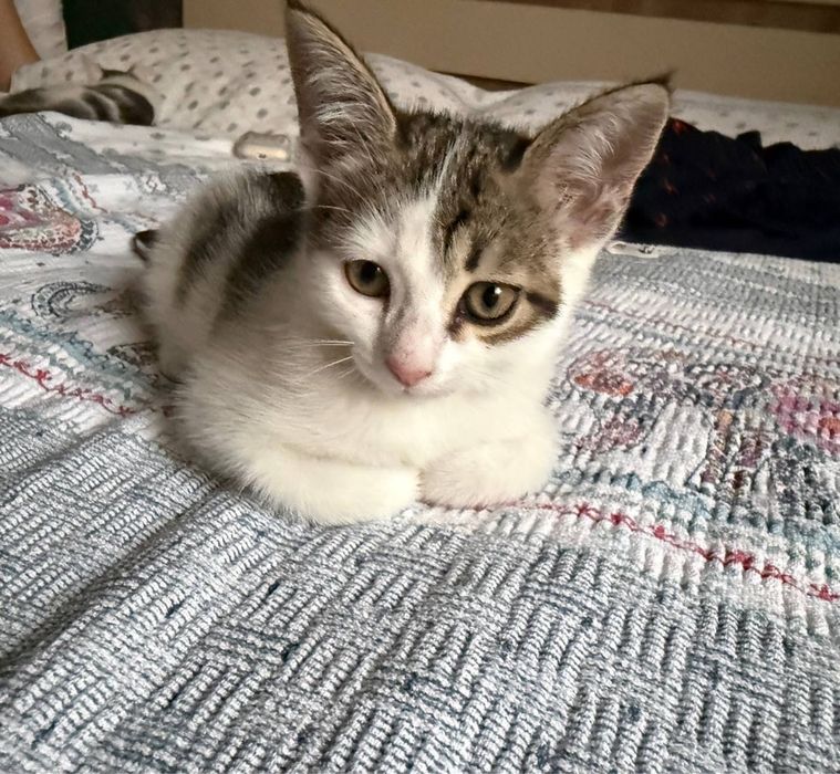 Ищем дом котятам