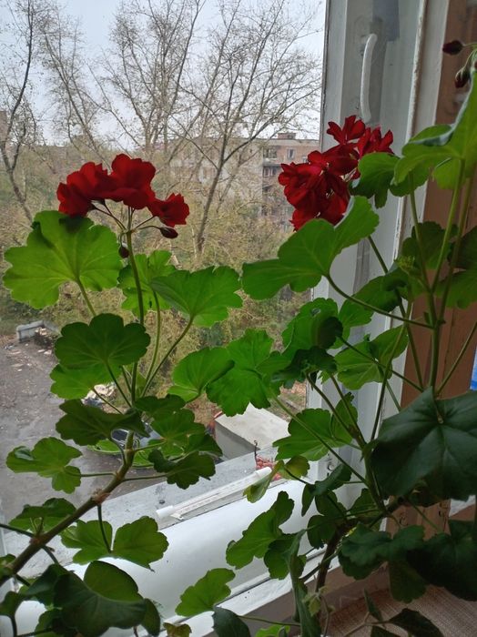 Цветы комнатные для уюта