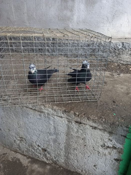 Рябагаловые чубати пара лет с игрой