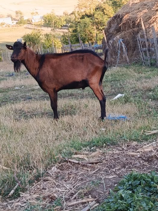 Țap alpin francez cu pedigree