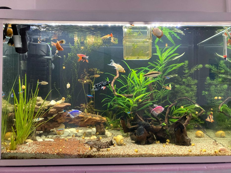 acvariu pesti exotici