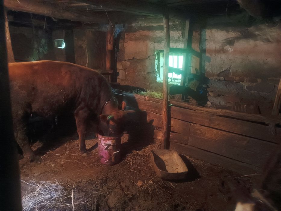 Продам быков на откорме