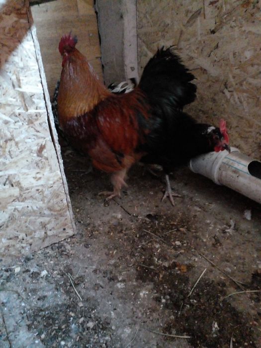 əтеш сатылады.кучин.