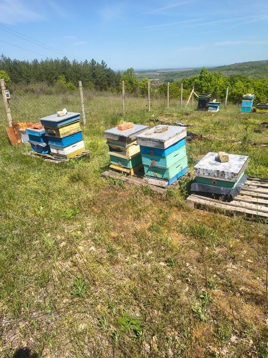 Пчелни семейства с кошерите