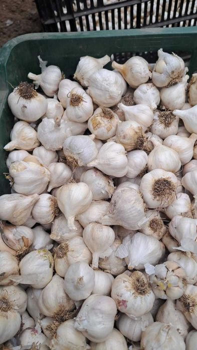 Vând usturoi romanesc . Izvoarele ,Teleorman