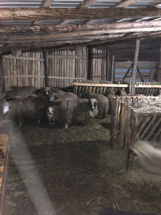 Vând 48 de oi cu mieii lângă ele