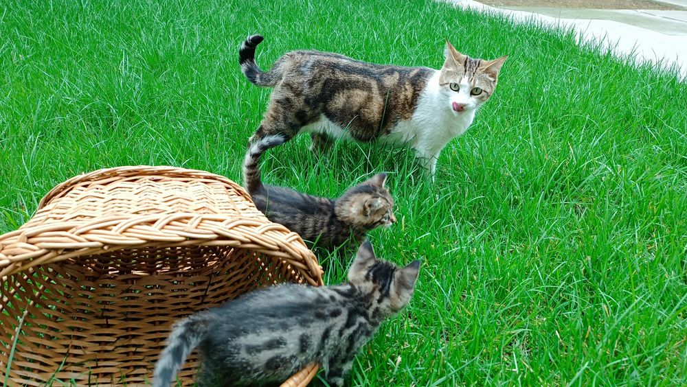 Отдам в хорошие руки домашних котят.