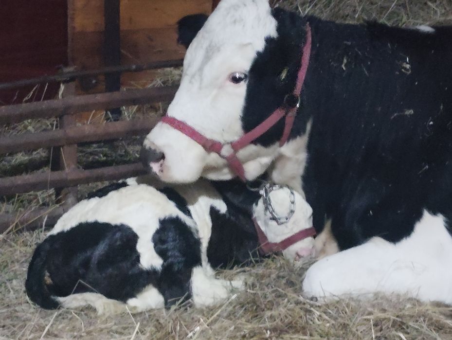 Vând vacă cu vițel