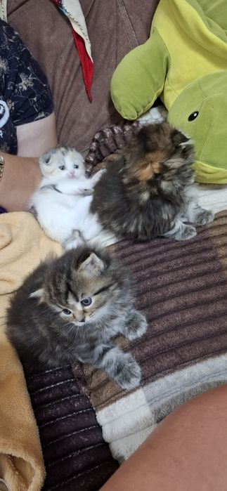 Настоящие шотландские котята
