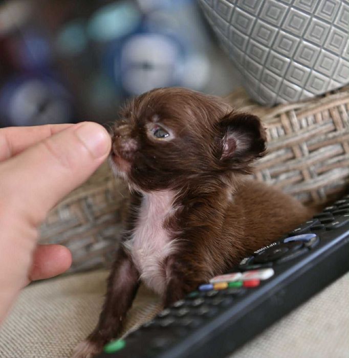 Женско миниатюрно чихуахуа дългокосместо шоколадово