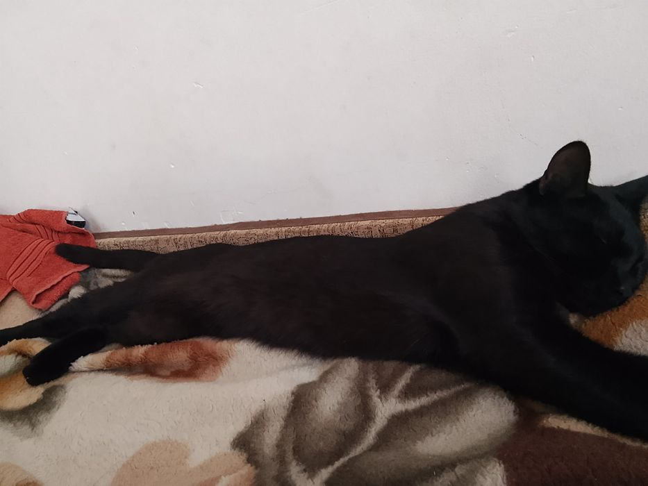 Отдам даром кошку