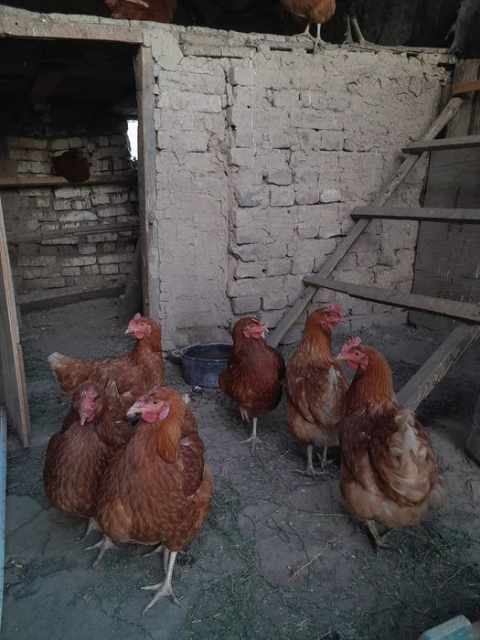 Продам кур несушек
