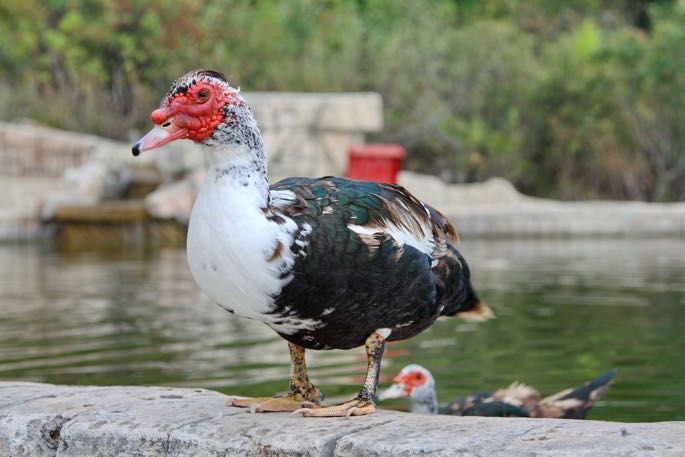 Юқори сифатли тухум ва гўшт йўналишидаги индоуткалар сотилади! Срочно!