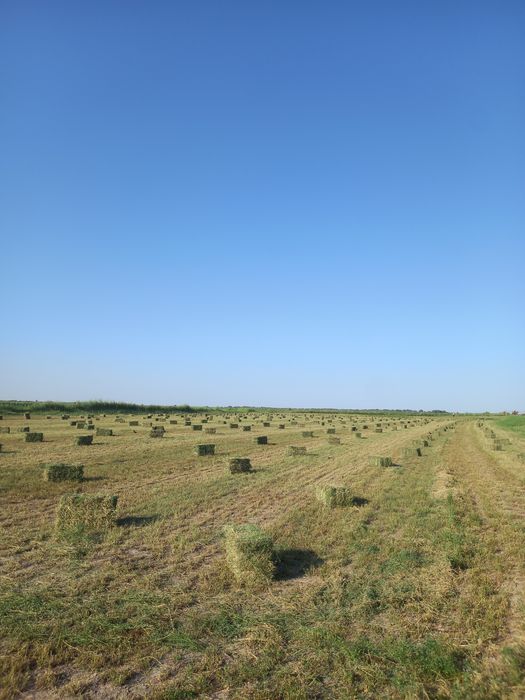 Жоңышқа бар таза үшінші орым