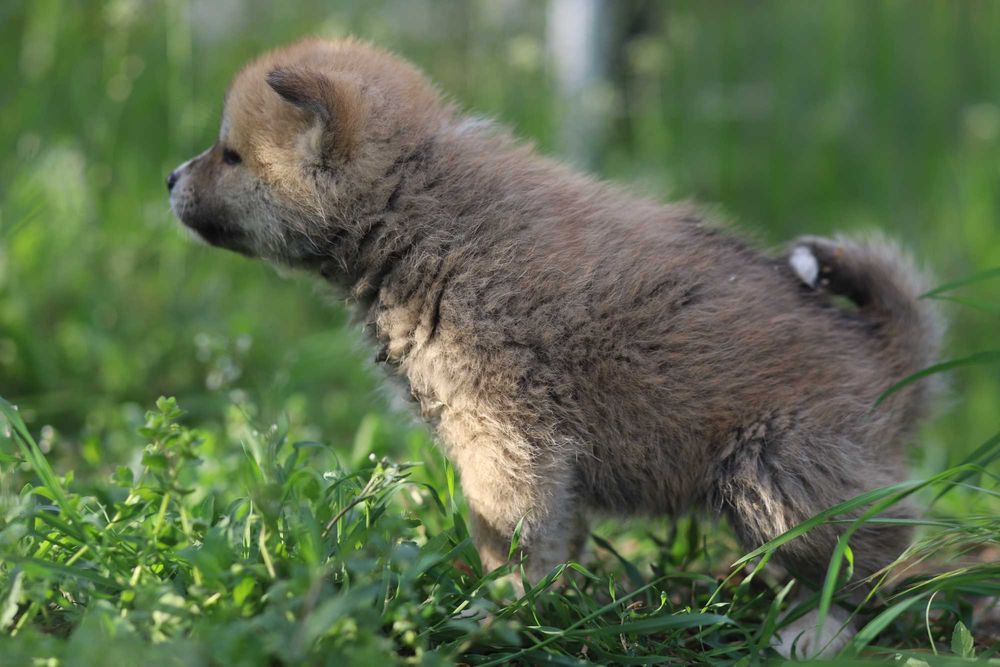 Pui Akita Inu femela