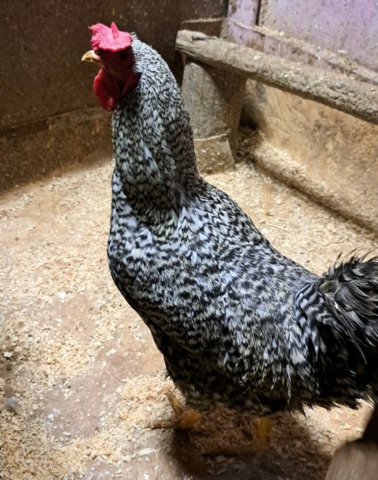 Петухи молодые 6 мес