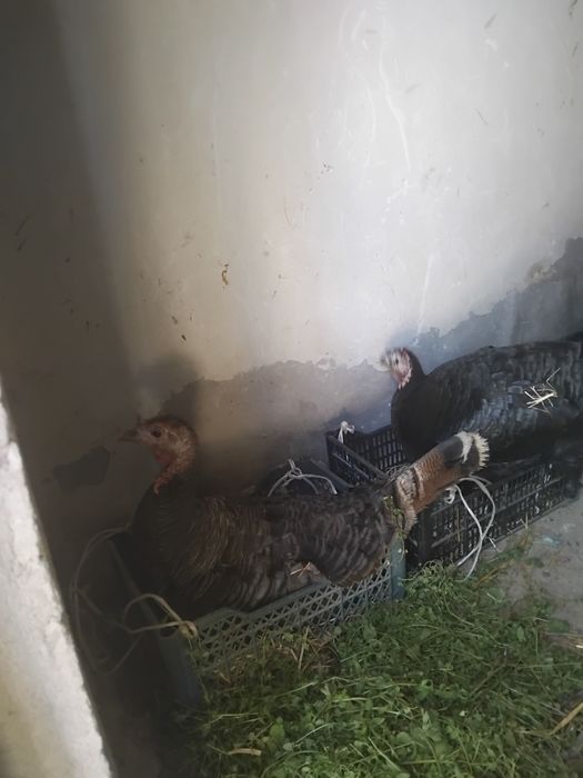 Курк болган курка