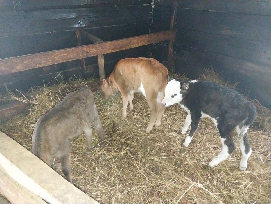 Продам телят тёлочки!